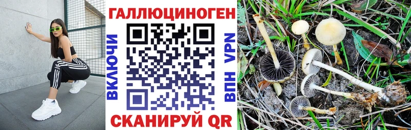 Купить где  Среднеуральск  Галлюциногенные грибы Psilocybine cubensis 
